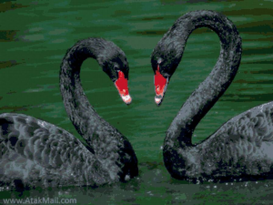 черные лебеди - предпросмотр