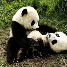 Схема вышивки «№105335»