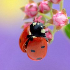 Схема вышивки «божья коровка»