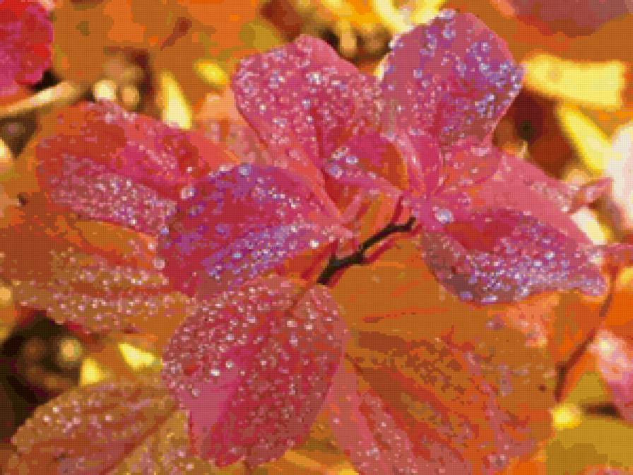 розовая роса - растение, роса, деревья, листья, куст, дерево - предпросмотр