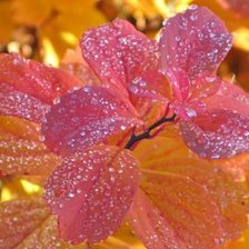 Схема вышивки «розовая роса»