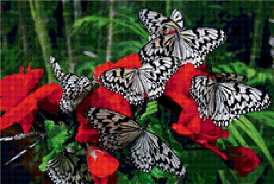бабочки - цветы, бабочки, розы - предпросмотр