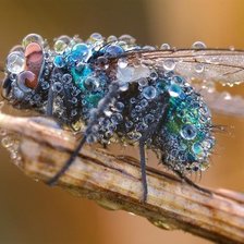 Схема вышивки «мушка»