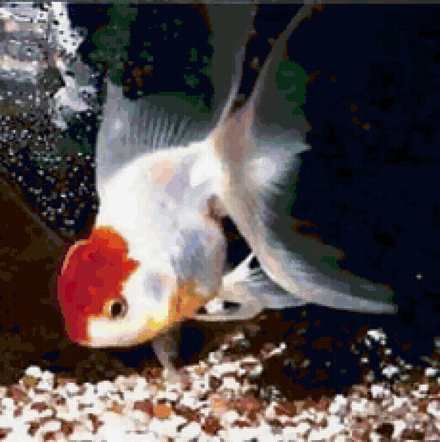 рыбка - золотая рыбка, рыба, аквариум - предпросмотр