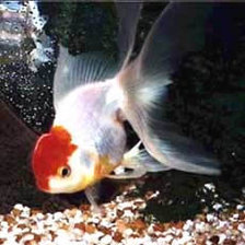 Схема вышивки «рыбка»