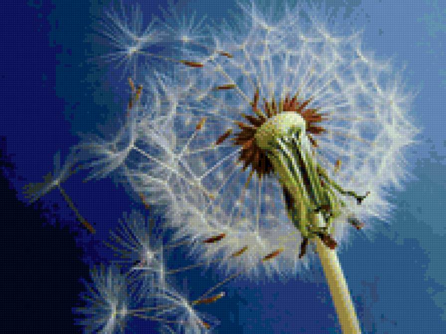 одуванчик - природа, цветы - предпросмотр