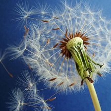 Схема вышивки «одуванчик»