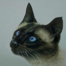 Схема вышивки «Сиам»