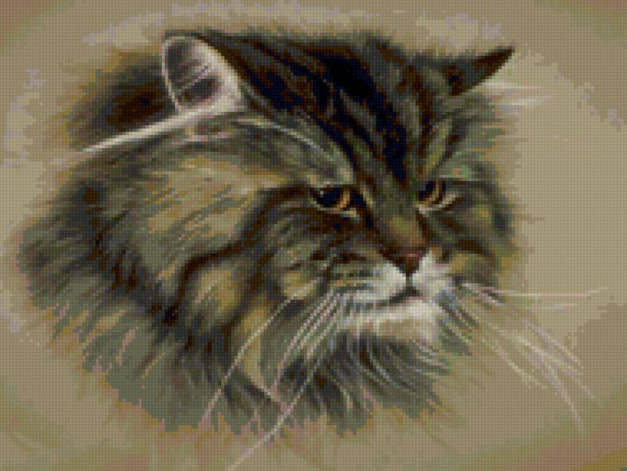 Сибирский кот - животные, кот - предпросмотр