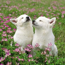 Схема вышивки «щенки»