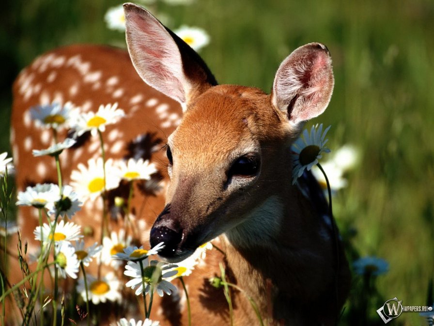 молодой олень - олень, животные, природа - оригинал