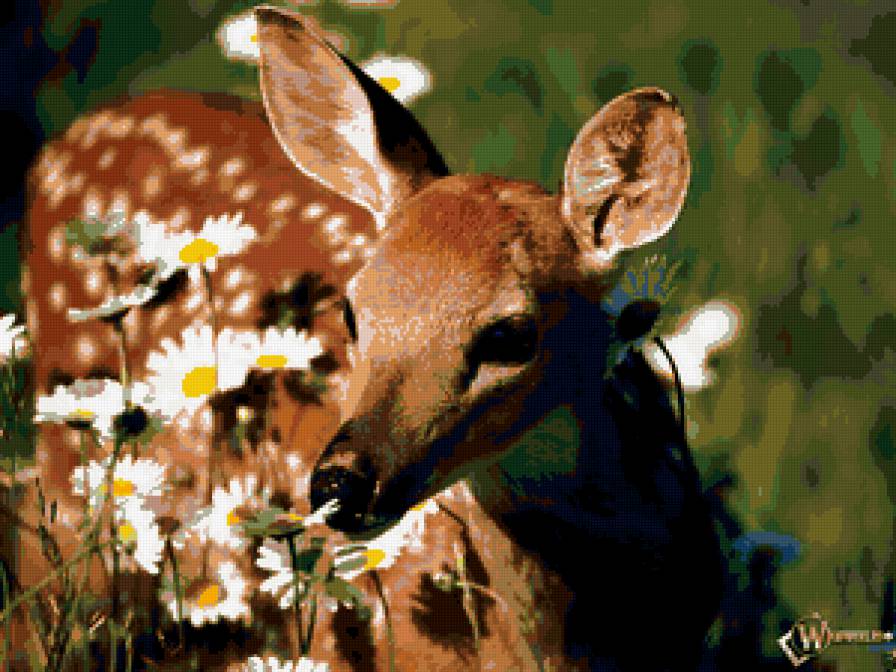 молодой олень - природа, животные, олень - предпросмотр