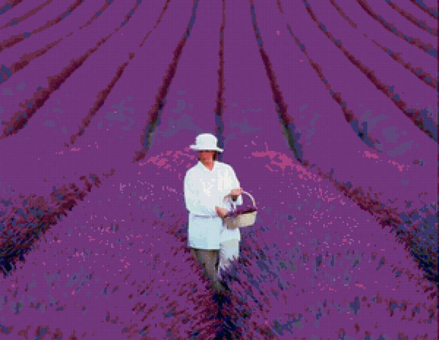 №105594 - поле, цветы, девушка, лаванда, пейзаж - предпросмотр