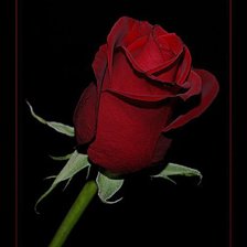 Роза на черном