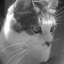 Схема вышивки «Котик»