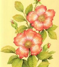 Схема вышивки «№105721»