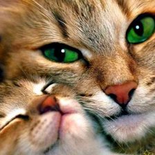 Мамина любовь