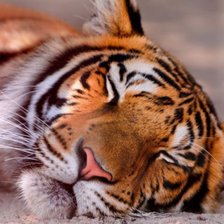 Спящий тигр