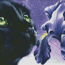 Схема вышивки «Черный ирис»