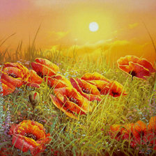 Схема вышивки «маки»