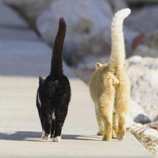 Схема вышивки «Хвосты»