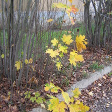 Схема вышивки «Желтые листья»