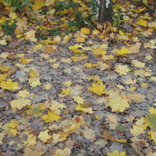 Схема вышивки «Осенняя листва»