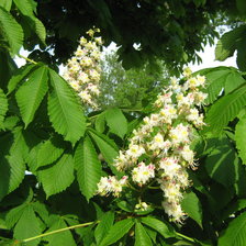 Схема вышивки «Каштан цветет»