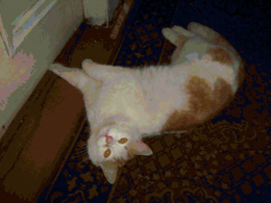 рыжий котик - рыжий, кот - предпросмотр