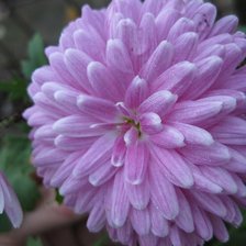 Схема вышивки «№105923»