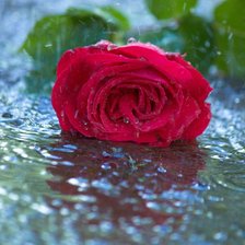 Схема вышивки «№105924»