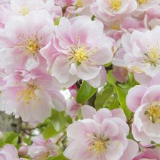 Схема вышивки «№105930»