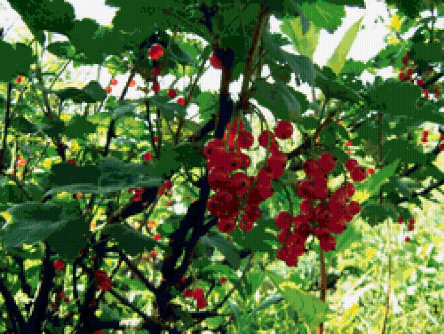 красная смородинка - ягоды, смородина, лето - предпросмотр