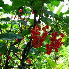 Схема вышивки «красная смородинка»