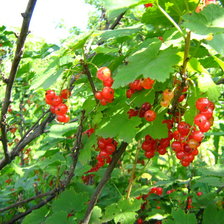 Схема вышивки «Красная смородина»