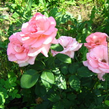 Схема вышивки «Розовый куст»