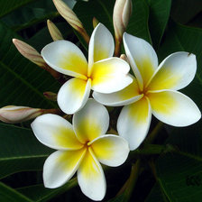 Схема вышивки «цветы»