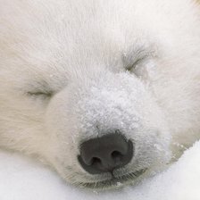 Схема вышивки «белый мишка 2»