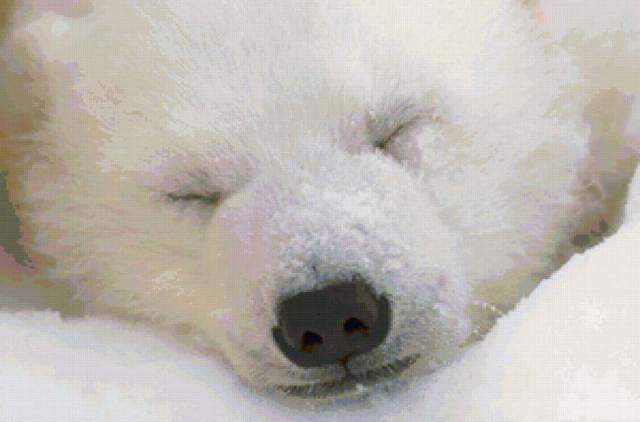 белый мишка - медведи - предпросмотр