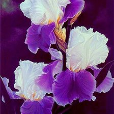 Схема вышивки «ирисы»