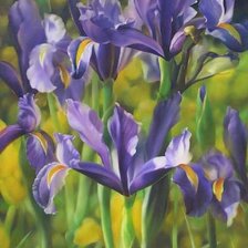 Схема вышивки «ирисы»