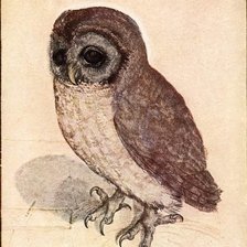 Схема вышивки «дюрер сова»