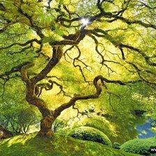 Схема вышивки «дерево»