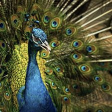 Схема вышивки «№106705»