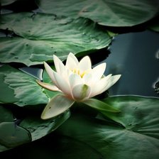 Схема вышивки «№106710»