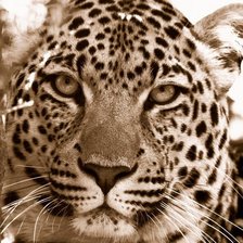 Схема вышивки «№106714»