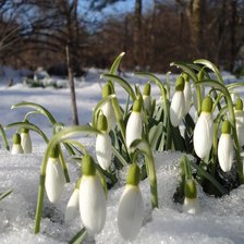 Схема вышивки «№106717»