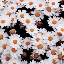 Схема вышивки «№106735»