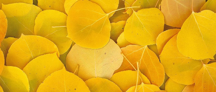 листья - листья - оригинал