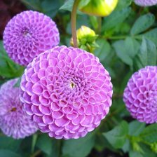 Схема вышивки «№106769»